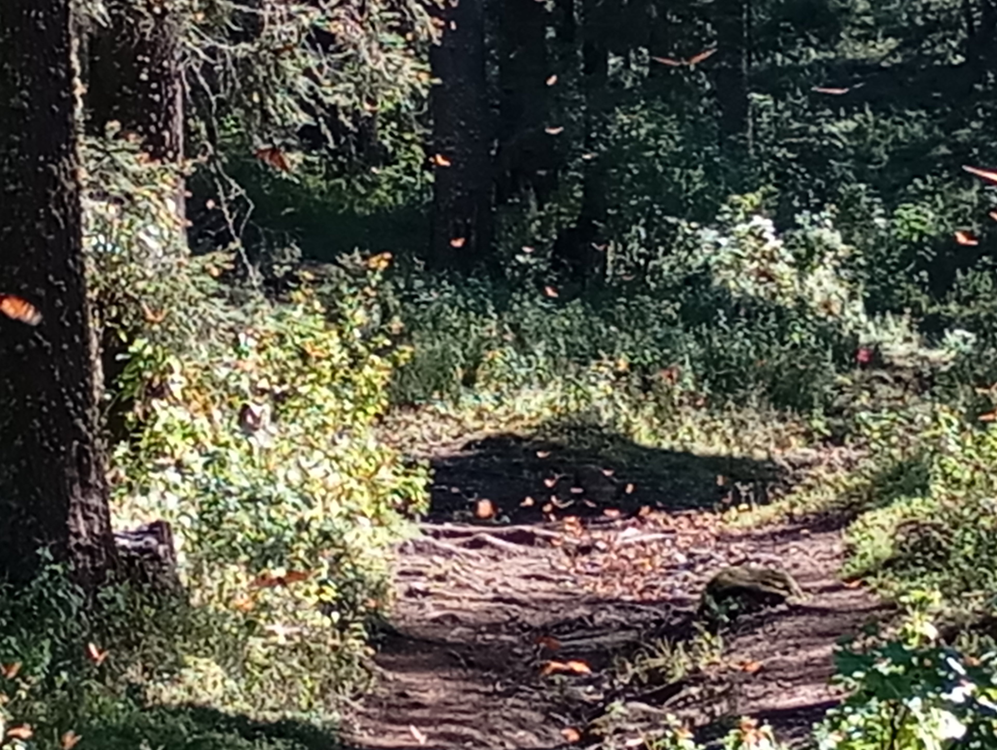 Visit to the El Rosario Monarch Butterfly Sanctuary