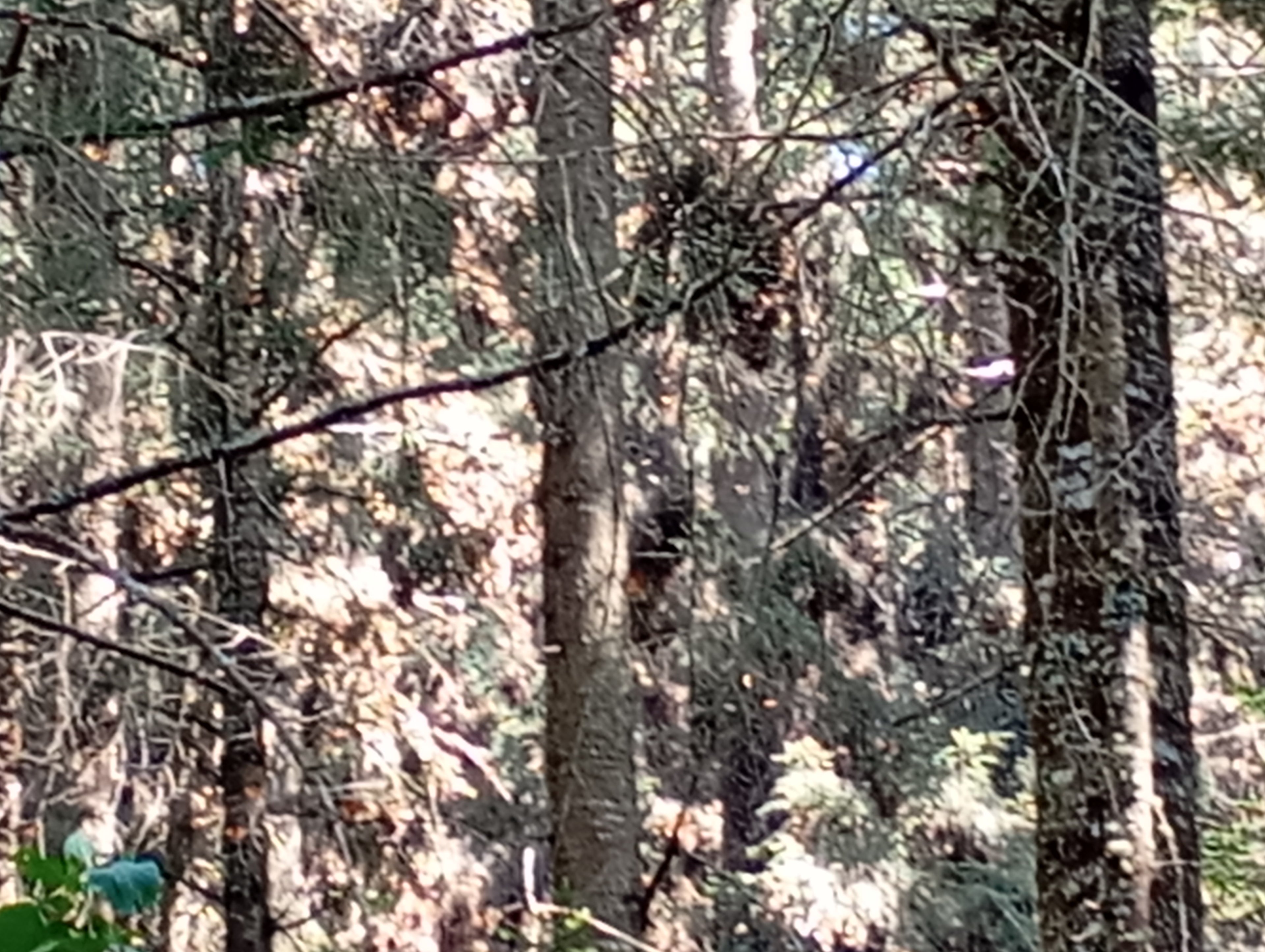 Visit to the El Rosario Monarch Butterfly Sanctuary