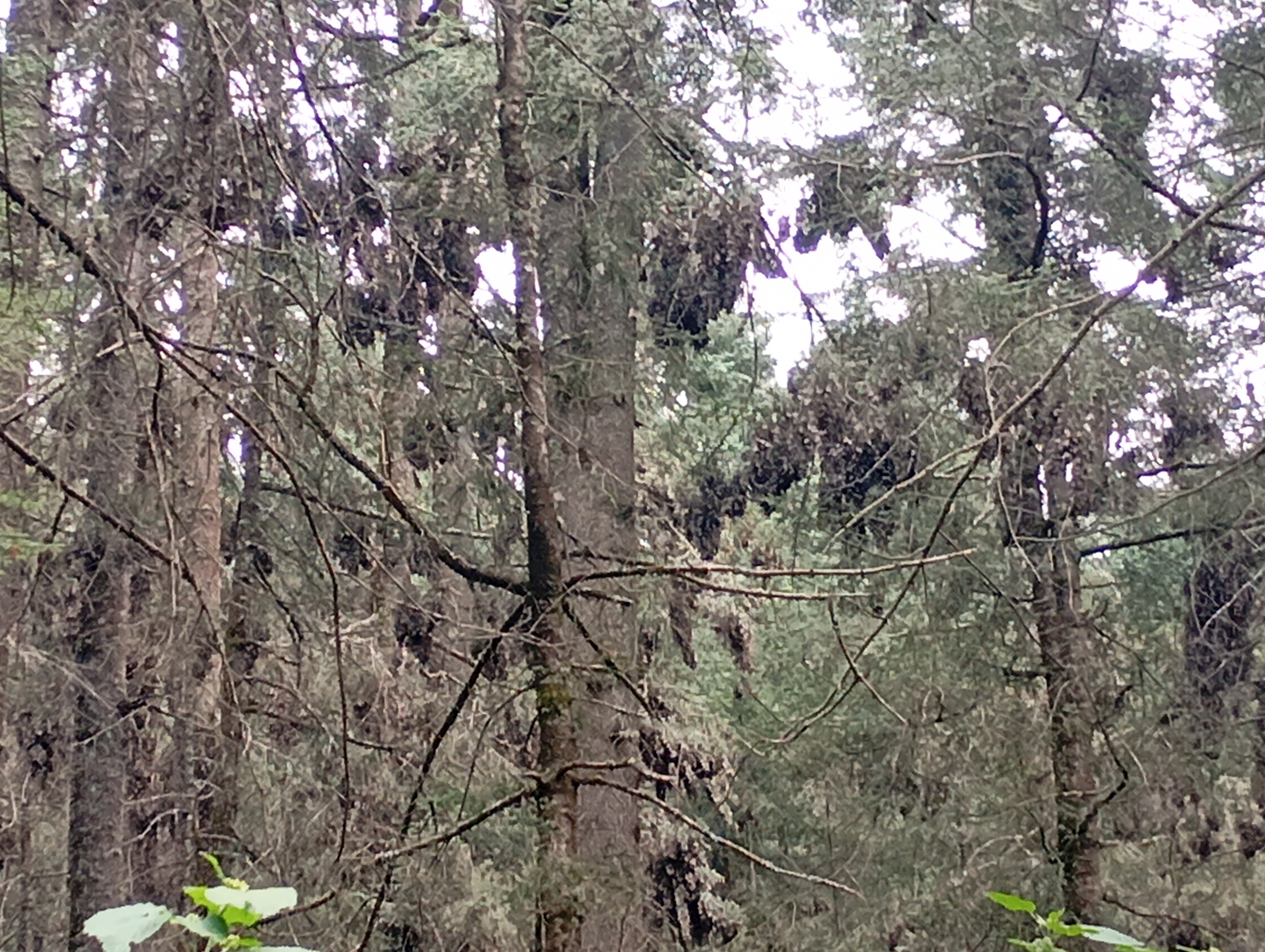 Visit to the El Rosario Monarch Butterfly Sanctuary