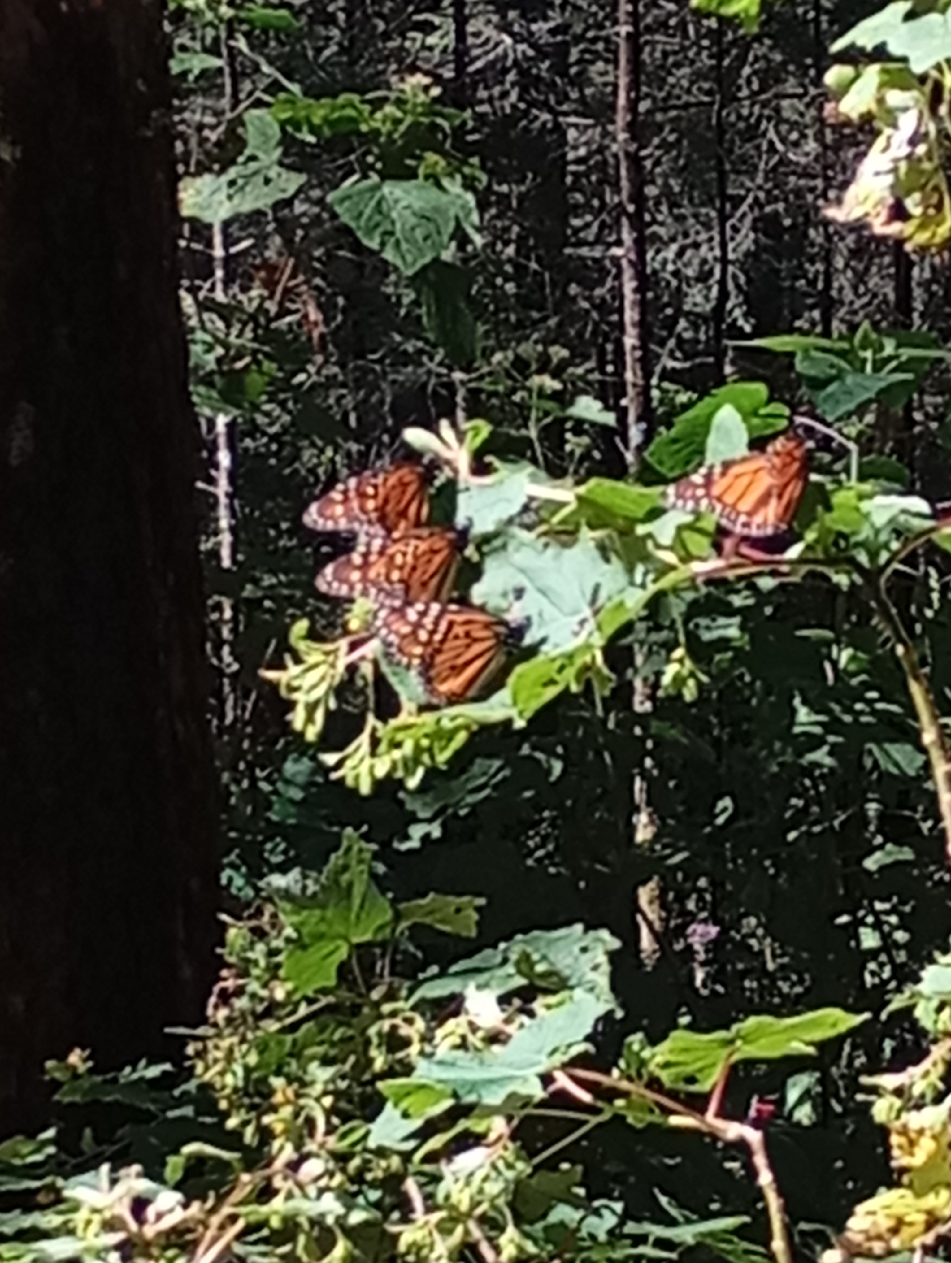 Visit to the El Rosario Monarch Butterfly Sanctuary