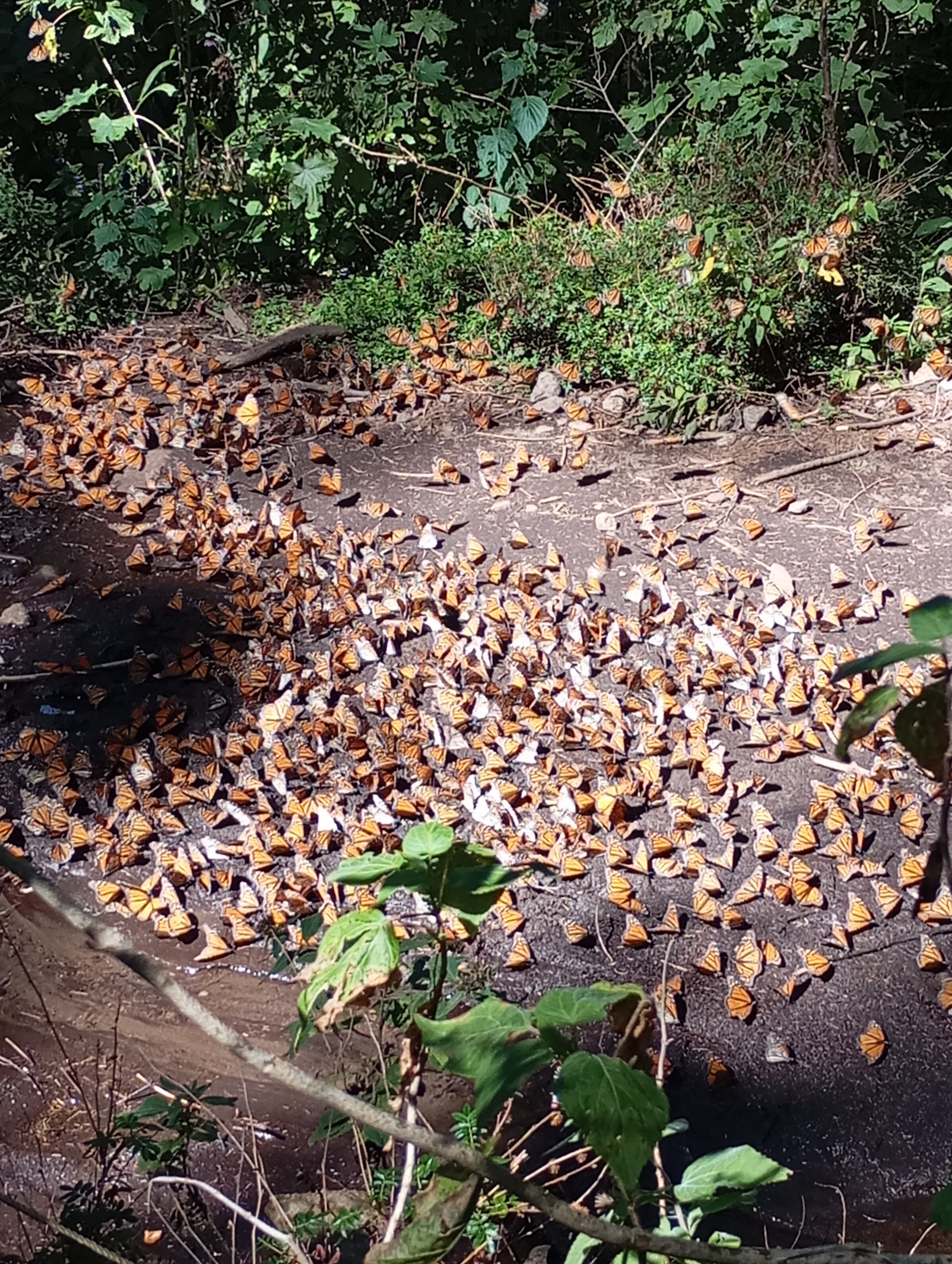 Visit to the El Rosario Monarch Butterfly Sanctuary
